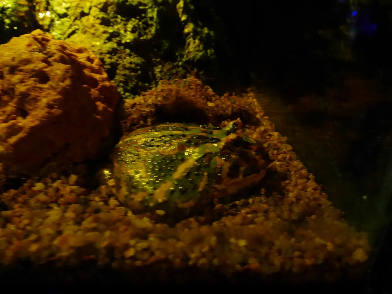 Sea Life Бангкок далайн ертөнц